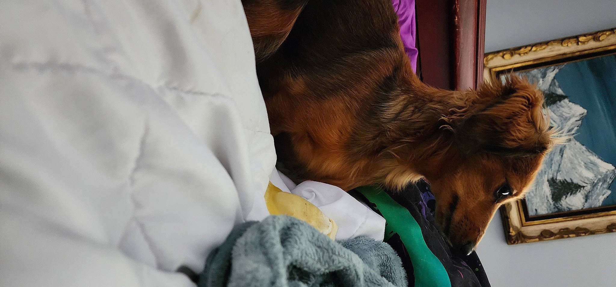 Brody Kate is registered to the contest to win money with this photo: carnivore, collar, comfort, companion_dog, dog, dog_breed, dog_collar, fawn, fur, goats, human_leg, linens, liver, livestock, nap, pack_animal, snout, whiskers, working_animal, wrinkle