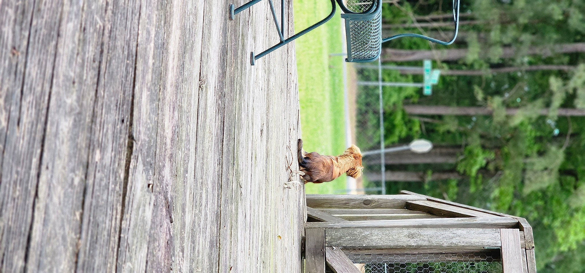 Brody Kate joined the competition — help win amazing prizes! building, concrete, door, facade, grass, hardwood, mesh, metal, net, plank, plant, plywood, roof, tree, water, wildlife, window, wire, wood, wood_stain