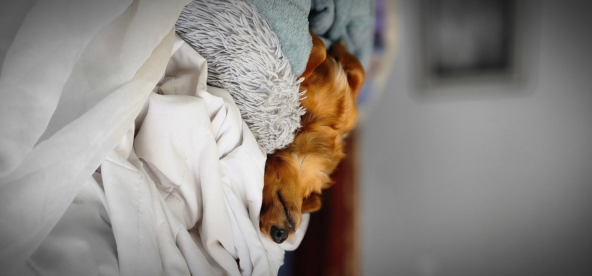 Brody Kate is registered to the contest to win money with this photo: beak, beard, carnivore, claw, comfort, companion_dog, dog_breed, dress, feather, felidae, fur, gesture, human_leg, linens, nap, paw, whiskers, wildlife, wing, wood