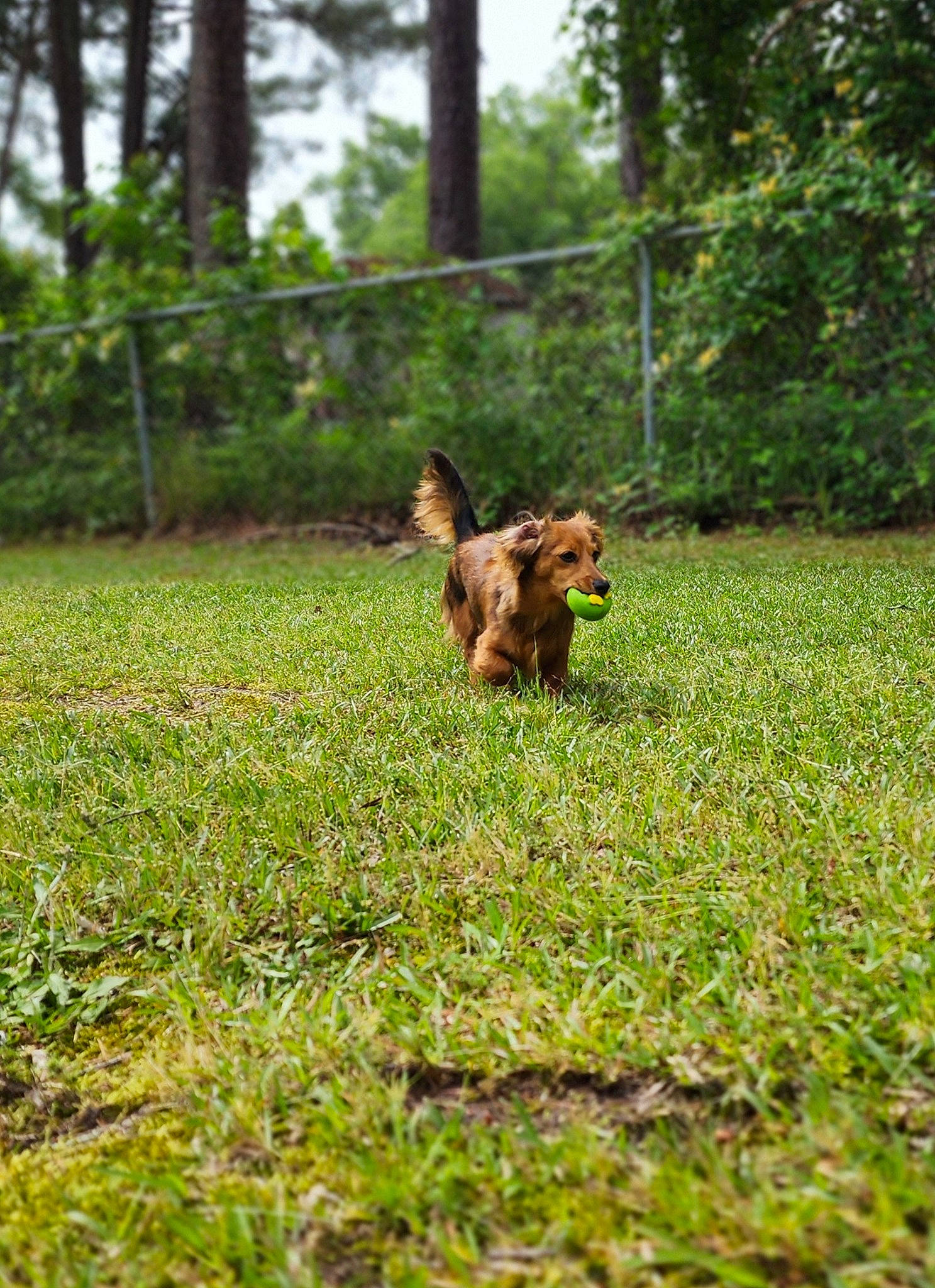 Brody Kate joined the competition — help win amazing prizes! canidae, carnivore, companion_dog, dog, dog_breed, fawn, fence, grass, grassland, groundcover, liver, pasture, plant, sporting_group, tail, terrestrial_animal, tree, water_dog, welsh_terrier, wood