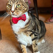Danny joined the competition — help win amazing prizes! cat, tabby, bow_tie, indoor, carpet, pet, animal, feline, whiskers, ears, paws, sitting, fur, close_up, domestic_cat, striped, cute, portrait, household, mammal