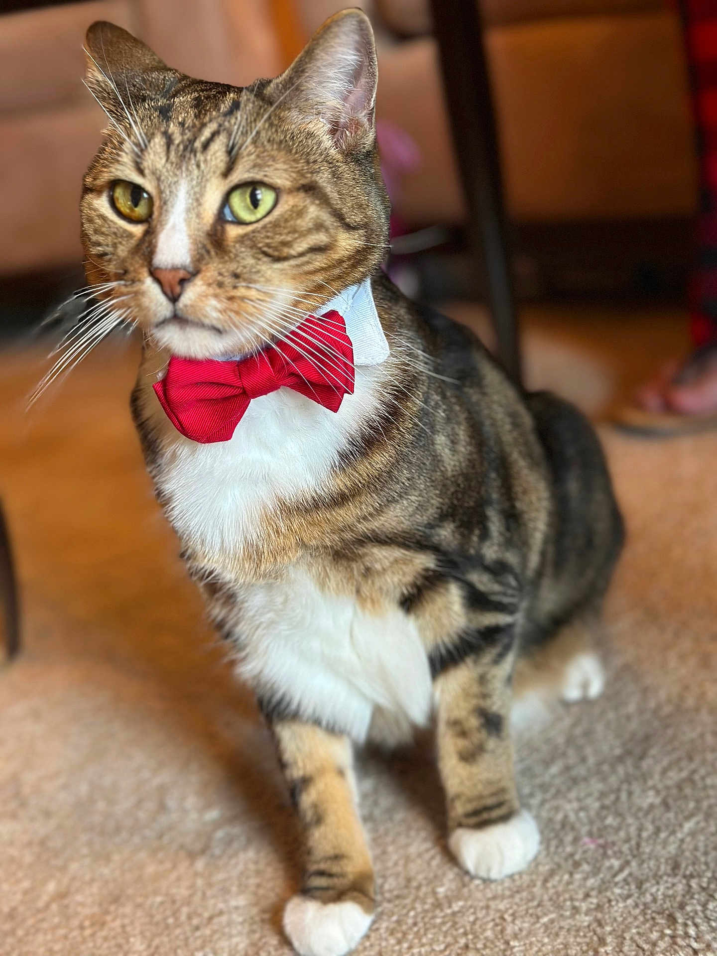 Danny joined the competition — help win amazing prizes! cat, tabby, bow_tie, indoor, carpet, pet, animal, feline, whiskers, ears, paws, sitting, fur, close_up, domestic_cat, striped, cute, portrait, household, mammal