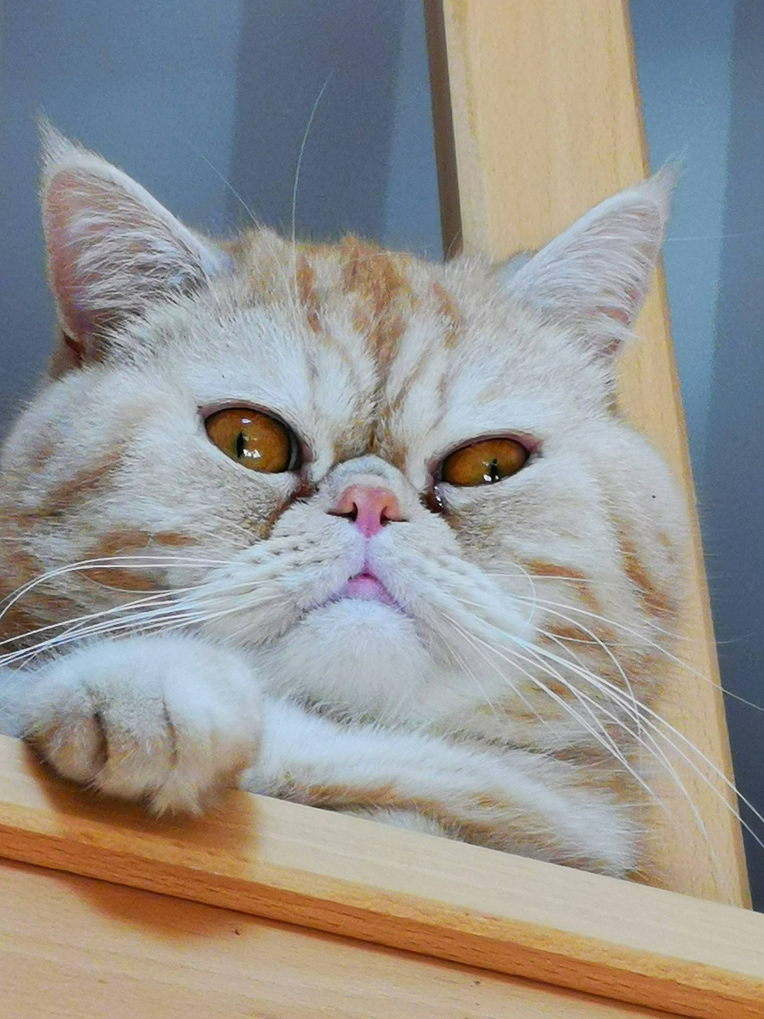 Biscuit a rejoint le concours — aidez-le/la à gagner de superbes lots ! carnivore, cat, comfort, domestic_short_haired_cat, felidae, fur, paw, photo_caption, small_to_medium_sized_cats, snout, whiskers, wood