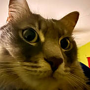 Luna is registered to the contest to win money with this photo: big_eyes, blurry, cat, close_up, curious, domestic_cat, ears, face, feline, fur, indoor, low_light, macro, mammal, nose, pet, portrait, soft_lighting, whisker_detail, whiskers