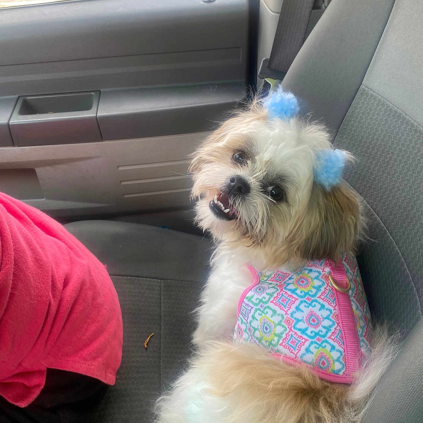 Bella joined the competition — help win amazing prizes! animal, blue_accessories, car_seat, closeup, colorful, companion, cute, dog, domestic_animal, fabric_seat, fluffy, furry, happy, harness, inside_car, looking_back, pet, seatbelt, small_dog, vehicle_interior
