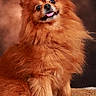 Simba a rejoint le concours — aidez-le/la à gagner de superbes lots ! dog, small_dog, fluffy, orange, long_hair, tongue_out, sitting, portrait, studio, pet, canine, cute, adorable, shaggy, fur, brown_background, carpet, centered, closeup, happy