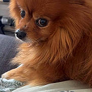 Simba participe au concours pour gagner de l'argent avec cette photo : dog, orange_dog, fluffy, small_dog, pomeranian, canine, pet, animal, portrait, close_up, brown_fur, long_hair, pointed_ears, dark_eyes, black_nose, sitting, indoors, lap, blanket, side_eye