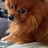 dog, orange_dog, fluffy, small_dog, pomeranian, canine, pet, animal, portrait, close_up, brown_fur, long_hair, pointed_ears, dark_eyes, black_nose, sitting, indoors, lap, blanket, side_eye