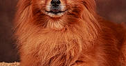 Simba a rejoint le concours — aidez-le/la à gagner de superbes lots ! dog, pomeranian, fluffy, long_hair, red_coat, portrait, close_up, sitting, lying_down, front_facing, brown, orange, cute, adorable, pet, animal, eyes, nose, fur, indoor