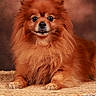 dog, pomeranian, fluffy, long_hair, red_coat, portrait, close_up, sitting, lying_down, front_facing, brown, orange, cute, adorable, pet, animal, eyes, nose, fur, indoor