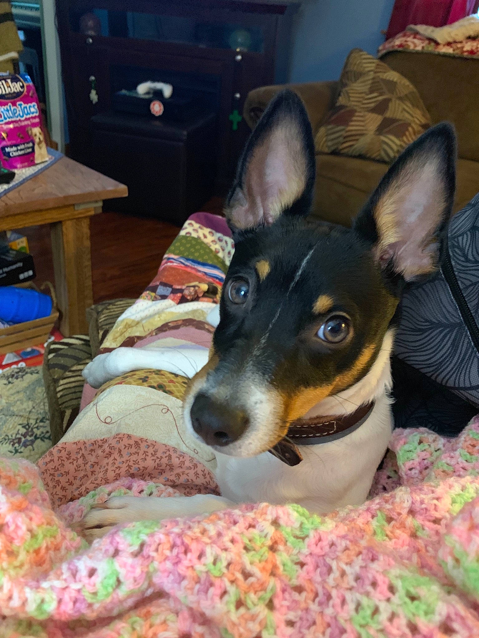 Sammy is registered to the contest to win money with this photo: australian_kelpie, canidae, carnivore, dog, dog_breed, english_toy_terrier, feist, mammal, manchester_terrier, miniature_fox_terrier, prazsky_krysarik, rare_breed_dog, rat_terrier, smooth_fox_terrier, snout, teddy_roosevelt_terrier, tenterfield_terrier, toy_fox_terrier, toy_manchester_terrier, vertebrate