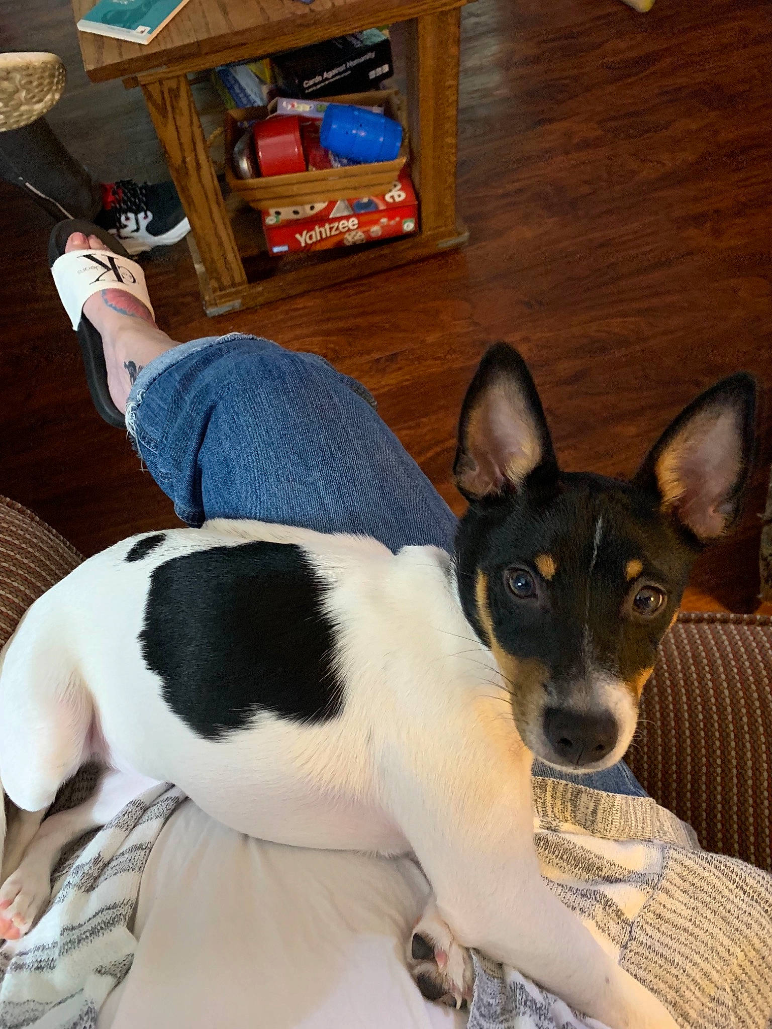 Sammy is registered to the contest to win money with this photo: brazilian_terrier, canidae, carnivore, chilean_fox_terrier, danish_swedish_farmdog, dog, dog_breed, feist, fox_terrier, japanese_terrier, mammal, miniature_fox_terrier, rat_terrier, ratonero_bodeguero_andaluz, smooth_fox_terrier, teddy_roosevelt_terrier, tenterfield_terrier, toy_fox_terrier, treeing_feist, vertebrate