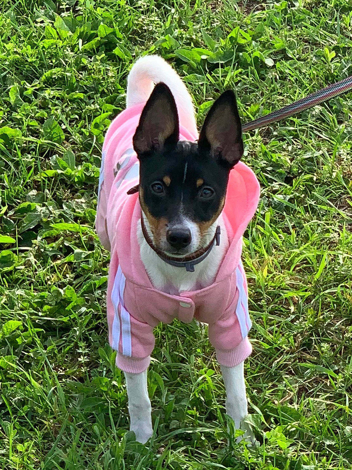 Sammy joined the competition — help win amazing prizes! basenji, brazilian_terrier, canidae, carnivore, chilean_fox_terrier, companion_dog, dog, dog_breed, feist, grass, mammal, miniature_fox_terrier, rare_breed_dog, rat_terrier, smooth_fox_terrier, teddy_roosevelt_terrier, tenterfield_terrier, terrier, toy_fox_terrier, vertebrate