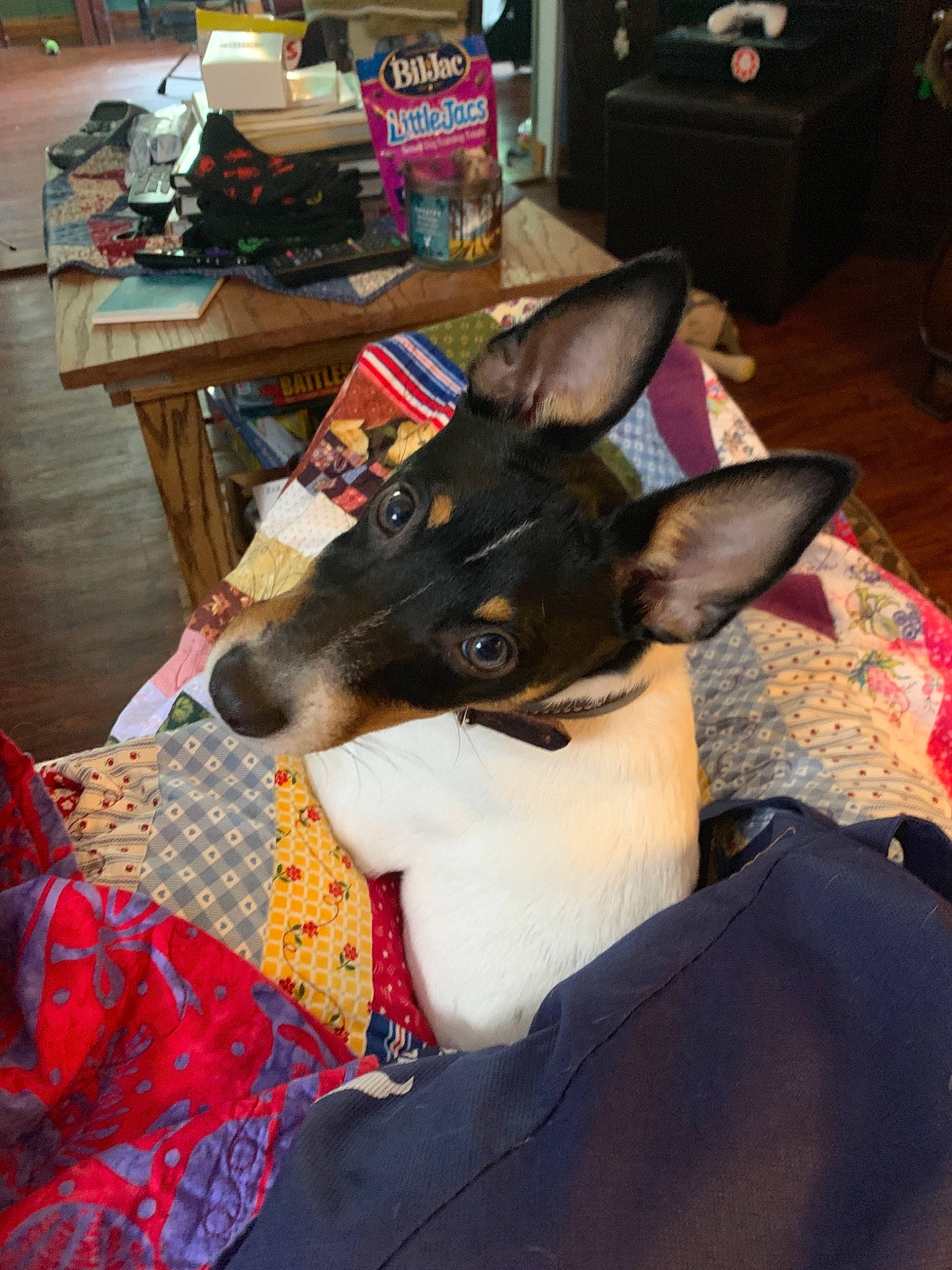 Sammy joined the competition — help win amazing prizes! australian_kelpie, canidae, carnivore, dog, dog_breed, ear, english_toy_terrier, feist, fox_terrier, mammal, rat_terrier, smooth_fox_terrier, snout, teddy_roosevelt_terrier, tenterfield_terrier, terrier, toy_fox_terrier, toy_manchester_terrier, vertebrate, whiskers