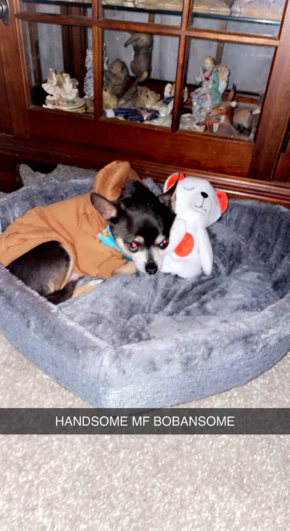 Ratatouille joined the competition — help win amazing prizes! carnivore, comfort, companion_dog, couch, dog, dog_bed, dog_breed, dog_supply, fawn, fur, hardwood, living_room, pet_supply, picture_frame, room, shelf, sporting_group, toy, wood, working_animal