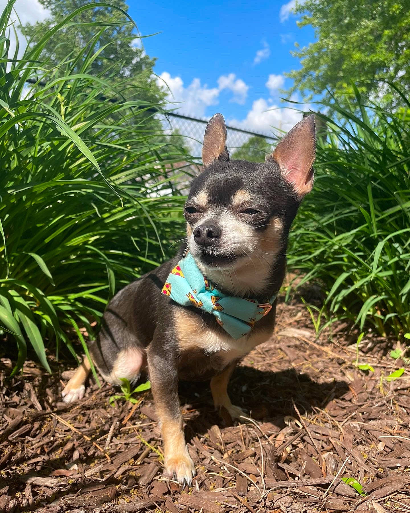 Ratatouille joined the competition — help win amazing prizes! carnivore, cloud, collar, companion_dog, dog, dog_breed, electric_blue, fashion_accessory, fawn, grass, mammal, plant, sky, snout, sporting_group, terrestrial_animal, terrestrial_plant, toy_dog, vertebrate, working_animal