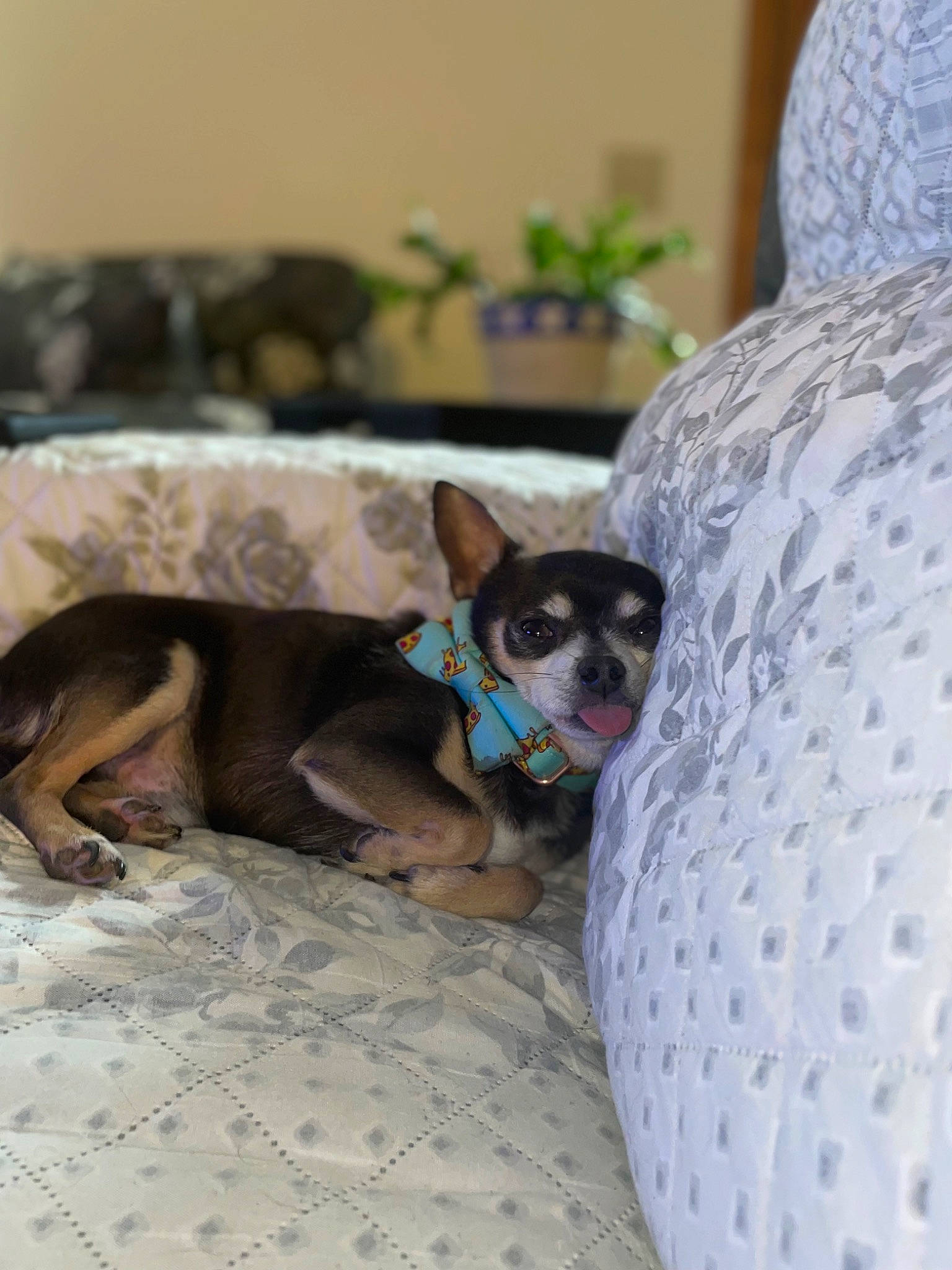 Ratatouille joined the competition — help win amazing prizes! canidae, carnivore, chihuahua, comfort, companion_dog, couch, dog, dog_breed, dog_supply, fawn, flowerpot, houseplant, linens, nap, plant, snout, sporting_group, toy_dog, whiskers, working_animal