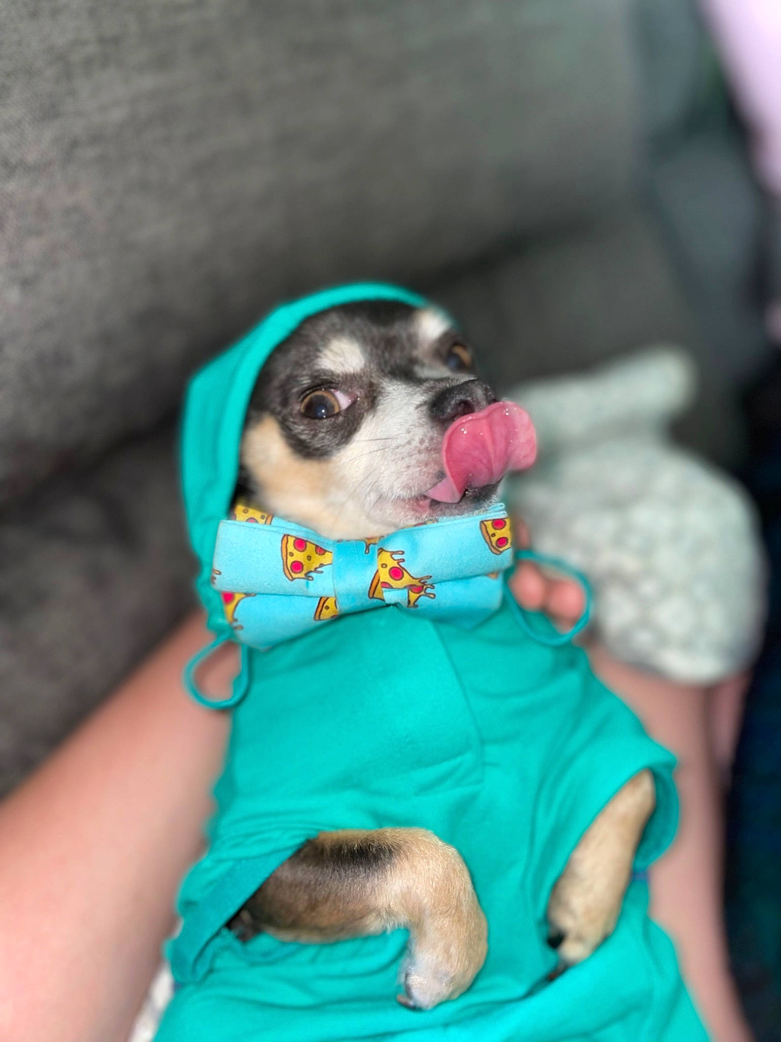 Ratatouille joined the competition — help win amazing prizes! canidae, carnivore, companion_dog, dog, dog_breed, dog_supply, fawn, fur, non_sporting_group, sitting, sporting_group, toy_dog