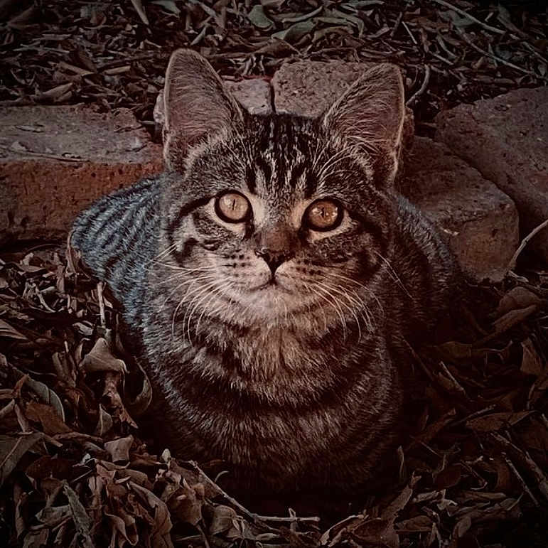 Precious joined the competition — help win amazing prizes! animal, cat, closeup, curious, dry_leaves, ears, eyes, feline, fur, ground, leaves, mammal, nature, outdoor, pet, portrait, stone, tabby, whiskers, wildlife