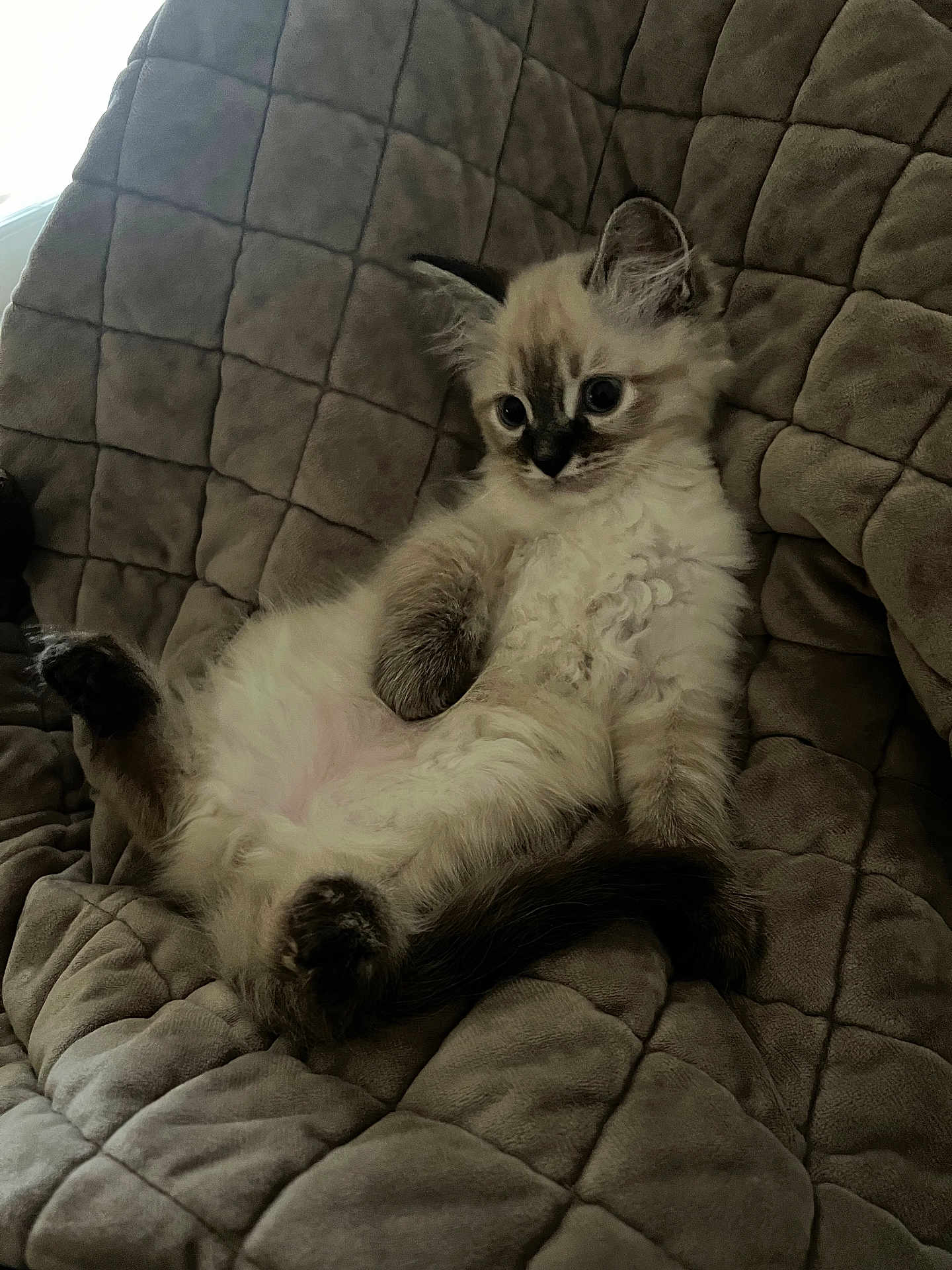 Niko joined the competition — help win amazing prizes! kitten, cat, fluffy, cute, pet, animal, relaxed, quilted_blanket, soft, indoor, young, furry, paws, resting, cozy, small, mammal, domestic_animal, whiskers, ears