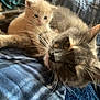 cat, kitten, animal, feline, pet, whiskers, fur, cute, sleeping, resting, indoor, blanket, blue, orange_kitten, gray_cat, close_up, domestic, companionship, cozy, soft