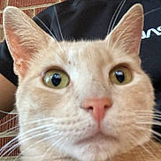 Bishop joined the competition — help win amazing prizes! animal, background, black_shirt, brick_wall, cat, close_up, curious, ears, face, feline, fur, green_eyes, indoor, orange_tabby, person, pet, pink_nose, portrait, whiskers