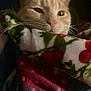 cat, feline, pet, blanket, cozy, indoor, closeup, fur, whiskers, face, ears, warm, comfort, holiday, pattern, red, green, white, soft, sleepy