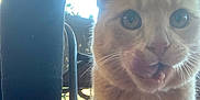 Bishop joined the competition — help win amazing prizes! animal, boots, brick_wall, cat, close_up, curious, daylight, face, fur, leg, licking, orange_cat, outdoor, pants, person, pet, plant, porch, shoe, whiskers