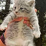 kitten, cat, animal, pet, furry, gray, white, outdoor, tree, nature, person, hand, holding, cute, young, fur, paw, wildlife, small, mammal
