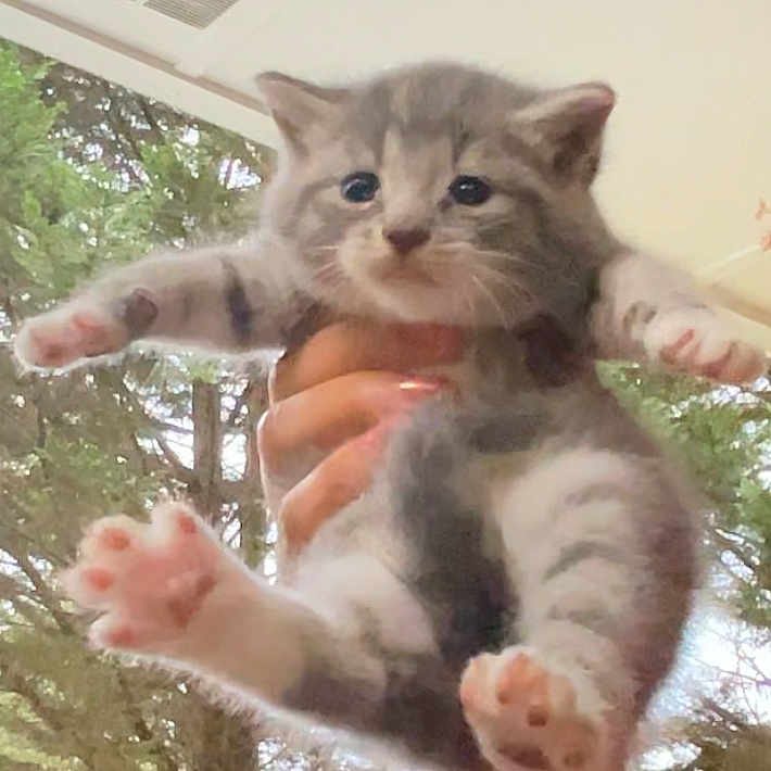 Angelica joined the competition — help win amazing prizes! animal, cat, claws, cute, feline, fur, gray_cat, hand, indoor, kitten, mammal, nature, paw, pet, portrait, tabby, tree, whiskers, window, young