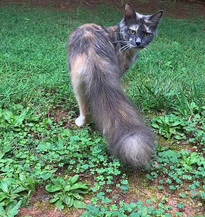 Little Girl