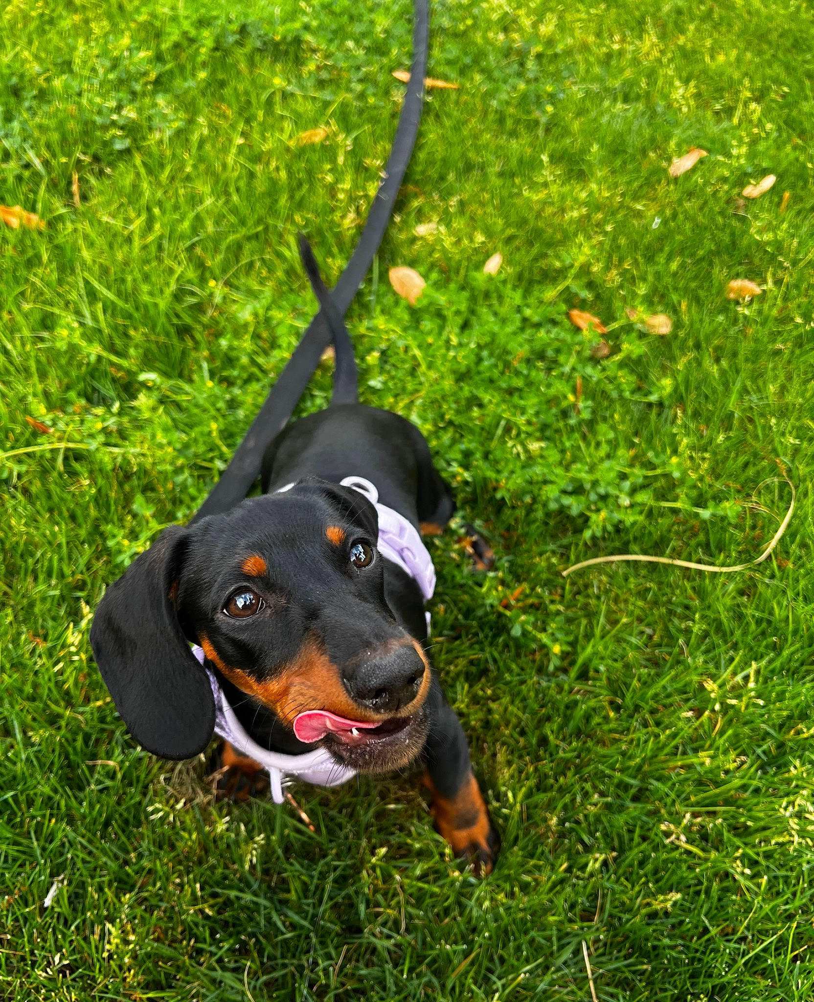 Ari is registered to the contest to win money with this photo: black_and_tan_coonhound, canidae, carnivore, collar, companion_dog, dog, dog_breed, grass, groundcover, guard_dog, hound, hunting_dog, personal_protective_equipment, pinscher, plant, scent_hound, sporting_group, working_animal, working_dog