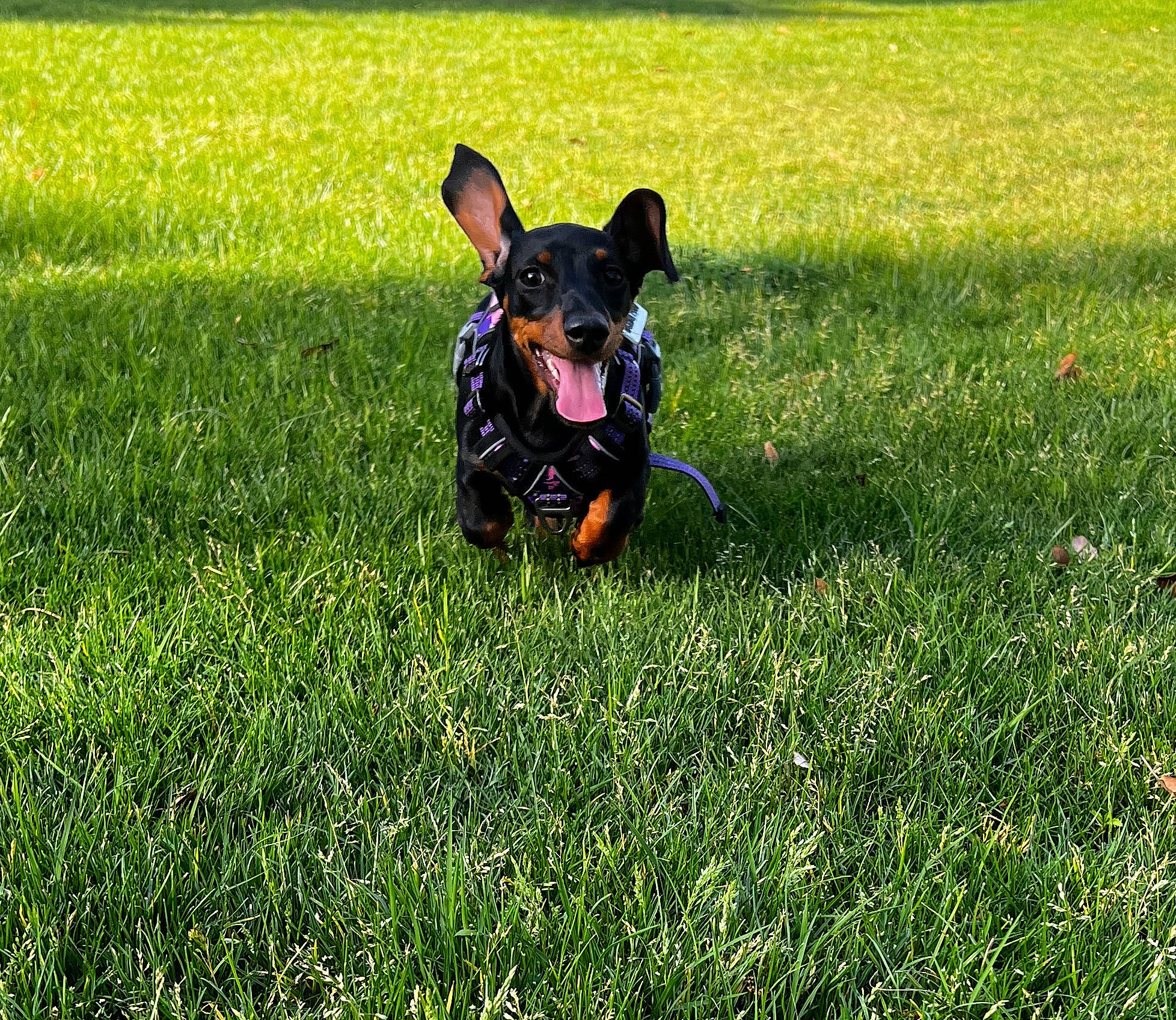 Ari is registered to the contest to win money with this photo: canidae, carnivore, companion_dog, dog, dog_breed, dog_supply, fawn, grass, grass_family, grassland, groundcover, lawn, pasture, people_in_nature, plant, snout, sporting_group, tail, toy_dog, working_animal