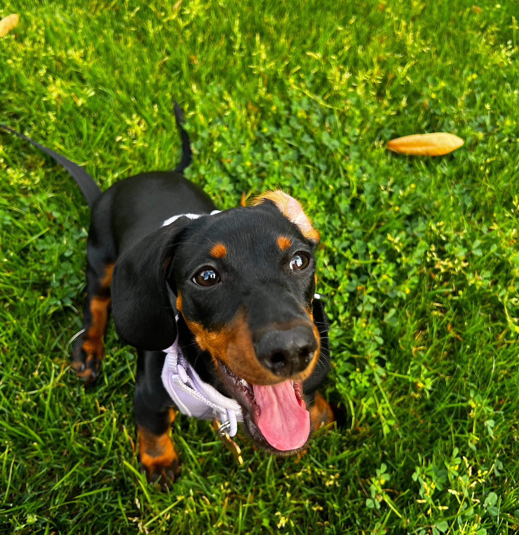 Ari joined the competition — help win amazing prizes! canidae, carnivore, companion_dog, dog, dog_breed, grass, grassland, groundcover, guard_dog, herbaceous_plant, hound, hunting_dog, montenegrin_mountain_hound, pinscher, plant, scent_hound, snout, sporting_group, working_animal, working_dog