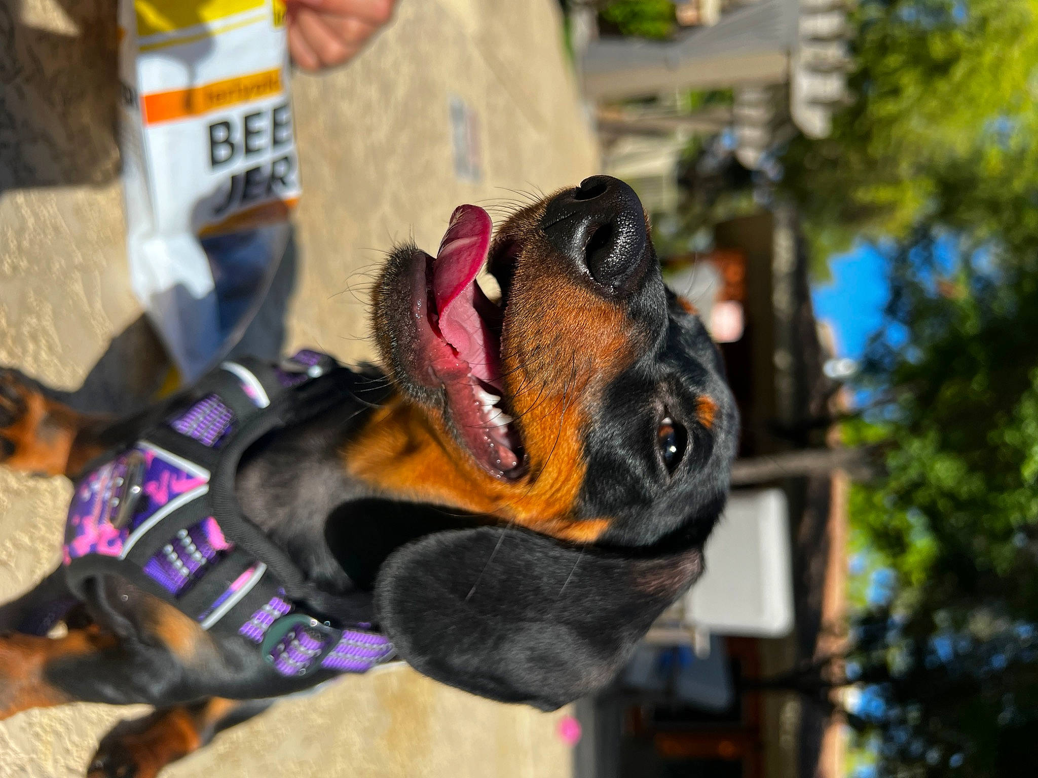 Ari joined the competition — help win amazing prizes! canidae, carnivore, collar, companion_dog, costume, dog, dog_breed, dog_supply, fashion_accessory, fawn, fur, guard_dog, leash, snout, sporting_group, tree, working_dog