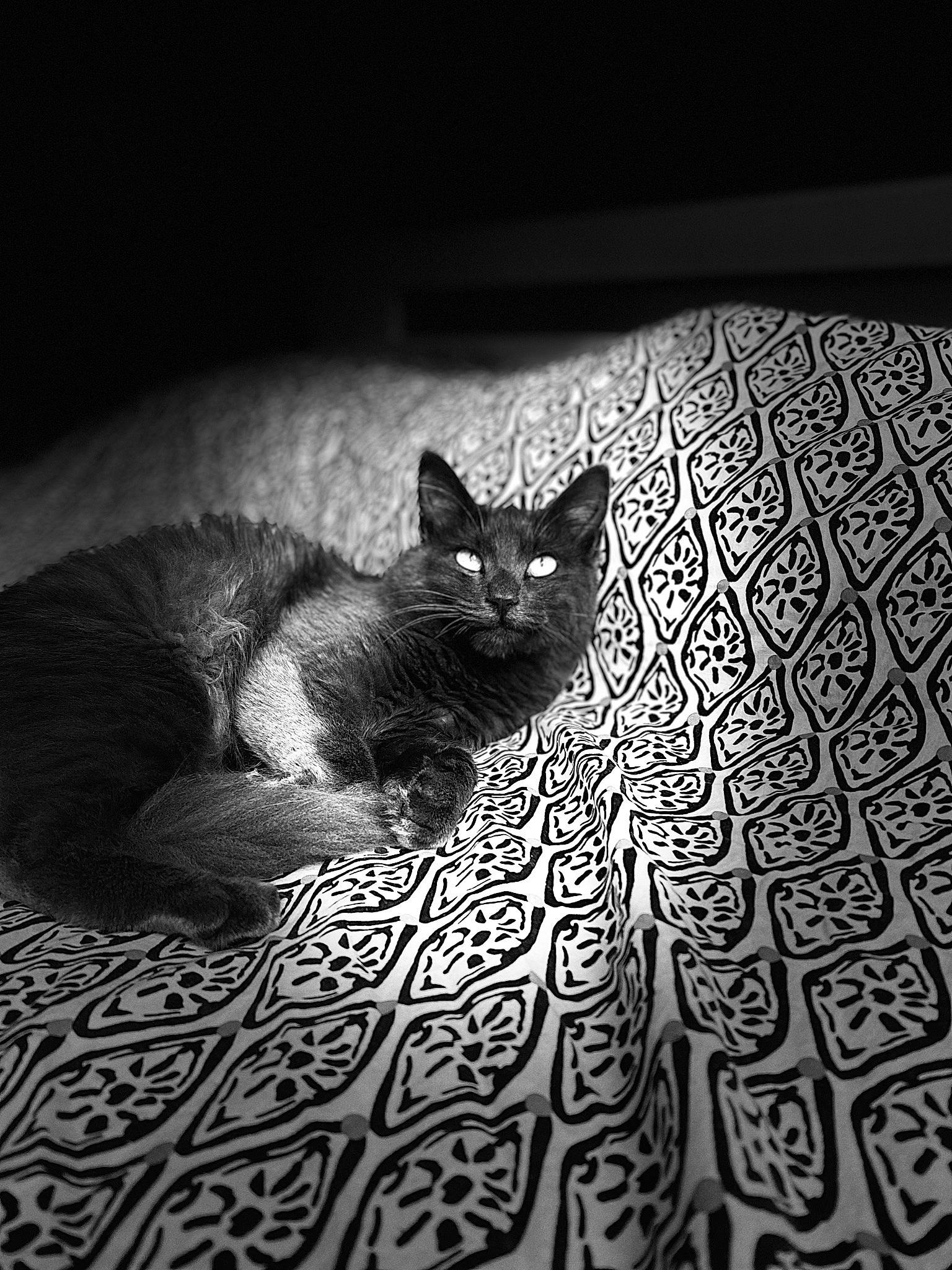 Rico a rejoint le concours — aidez-le/la à gagner de superbes lots ! black, black_and_white, black_cat, carnivore, cat, comfort, darkness, eye, felidae, flash_photography, flooring, grey, monochrome, monochrome_photography, small_to_medium_sized_cats, snout, style, tail, tints_and_shades, whiskers