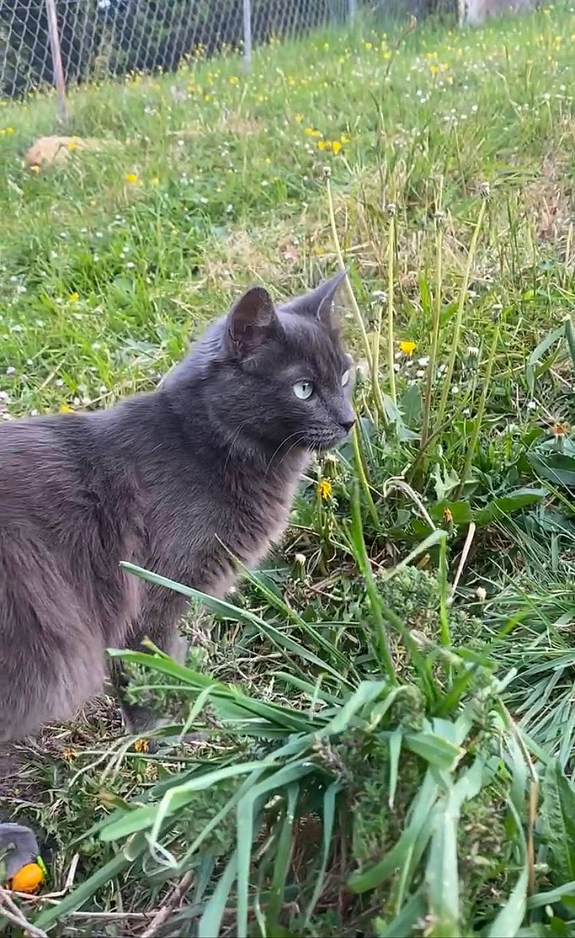 Rico participe au concours pour gagner de l'argent avec cette photo : annual_plant, black_cat, bombay, carnivore, cat, domestic_short_haired_cat, felidae, fur, grass, grass_family, grassland, groundcover, herbaceous_plant, plant, small_to_medium_sized_cats, snout, soil, tail, terrestrial_animal, whiskers