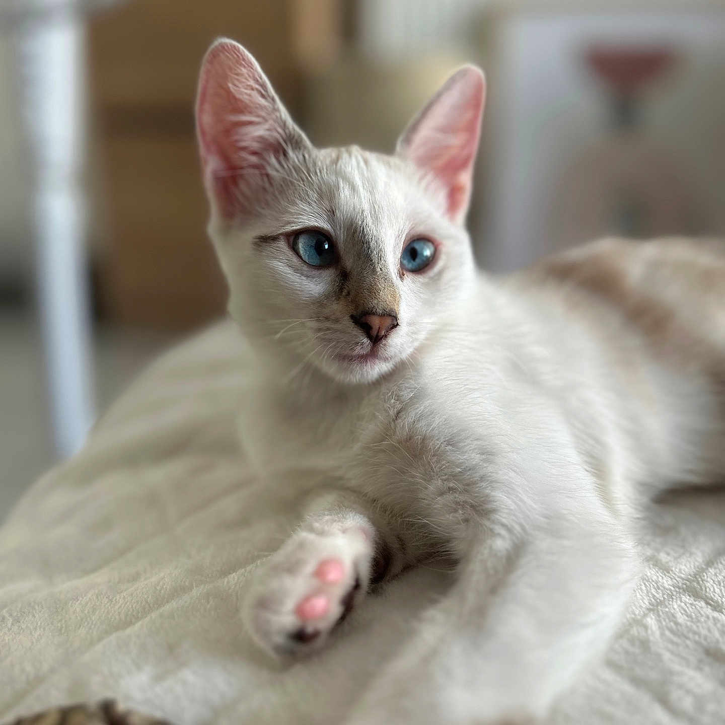 Yumi participe au concours pour gagner de l'argent avec cette photo : abyssinian, angora, animal, blanket, cat, kitten, manx, pet, quilt, siamese, white