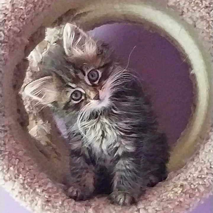 Kissyfur