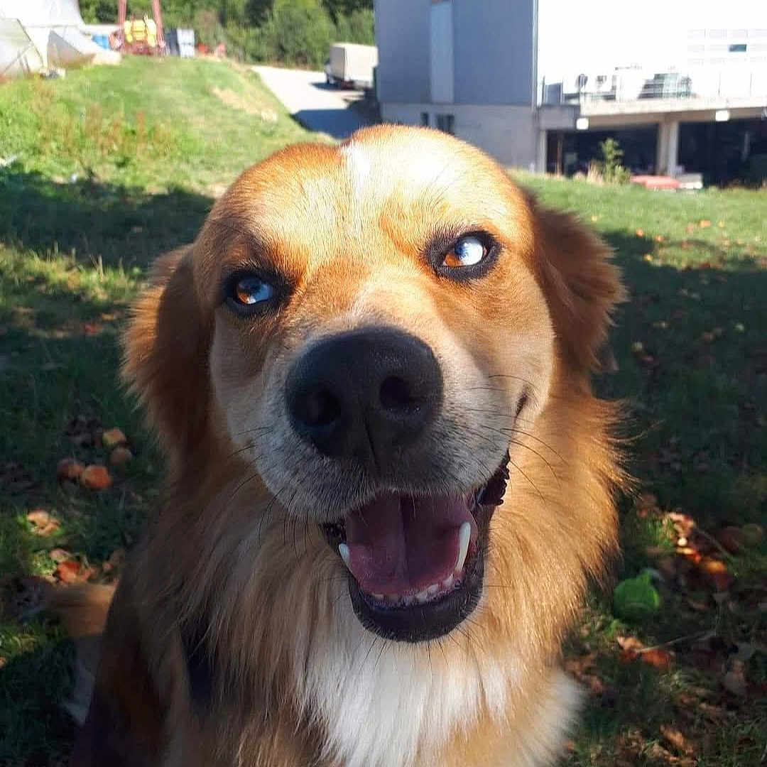 Nox participe au concours pour gagner de l'argent avec cette photo : animal, building, canine, daytime, dog, ears, face, fur, grass, happy, leaves, nature, outdoor, pet, shadow, smiling, sunlight, teeth, tongue, tree
