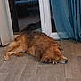 dog, sleeping, floor, wooden_floor, curtains, glass_door, indoor, pet, resting, brown_dog, fur, quiet, cozy, home, relaxed, animal, domestic, calm, laying_down, window