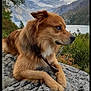 dog, brown_dog, rock, mountain, lake, cloudy_sky, outdoor, nature, landscape, fur, animal, pet, canine, scenic, wildlife, grass, tree, leaves, collar, resting