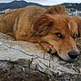 dog, brown_dog, blue_eyes, rock, outdoor, mountains, cloudy_sky, lying_down, animal, pet, fur, nature, landscape, resting, cute, canine, closeup, expression, calm, scenery