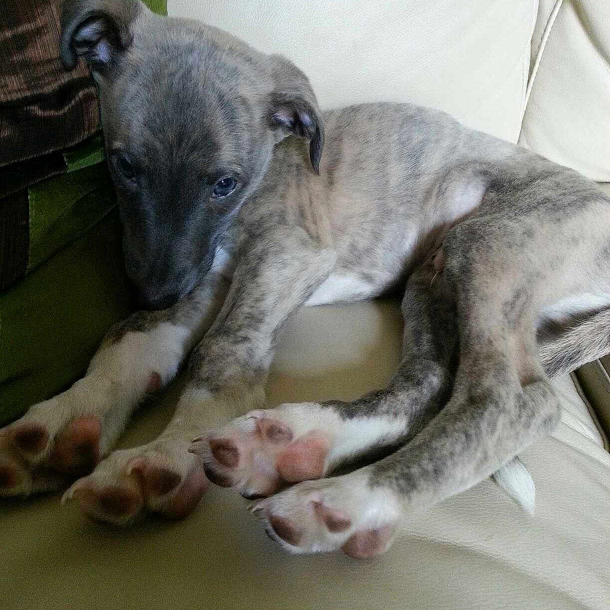 Dobby joined the competition — help win amazing prizes!