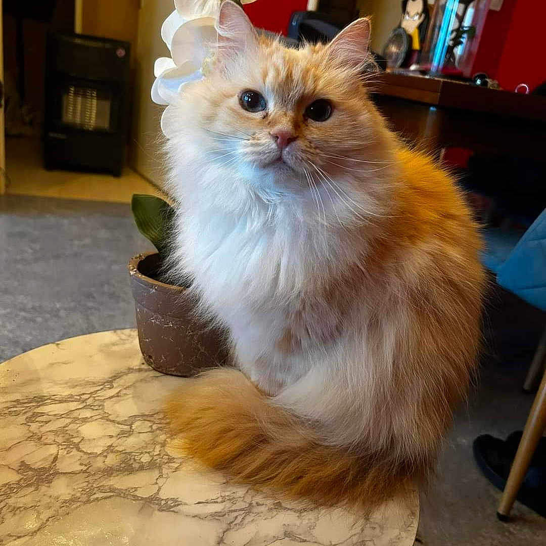 Duchesse a rejoint le concours — aidez-le/la à gagner de superbes lots ! angora, animal, cat, face, flower, flowerarrangement, furniture, hardwood, head, indoors, interiordesign, kitten, person, pet, plant, pottedplant, stainedwood, table, tabletop, wood