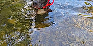 Vita participe au concours pour gagner de l'argent avec cette photo : animal, black_dog, canine, collar, curious, dog, freshwater, nature, outdoor, pebbles, pet, reflection, ripples, river, summer, sunlight, swimming, water, white_chest, wildlife