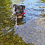 Vita participe au concours pour gagner de l'argent avec cette photo : animal, black_dog, canine, collar, curious, dog, freshwater, nature, outdoor, pebbles, pet, reflection, ripples, river, summer, sunlight, swimming, water, white_chest, wildlife