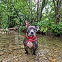 animal, canopy, collar, dog, forest, greenery, mammal, nature, one_ear_up, outdoor, pet, red_collar, riverbed, rocks, shallow_water, stream, sunlight, trees, water, wildlife