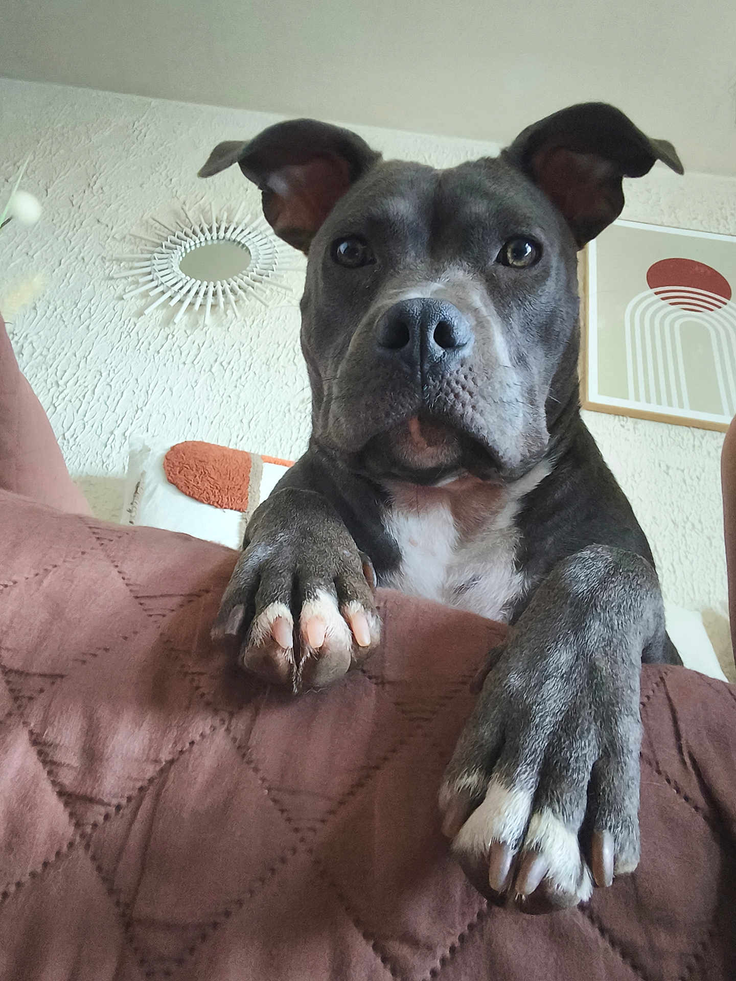 Vita a rejoint le concours — aidez-le/la à gagner de superbes lots ! animal, brown, close_up, curious, decor, dog, ears, fur, furniture, home, indoor, looking, mirror, nose, paw, pet, portrait, quilted_blanket, resting, wall_art