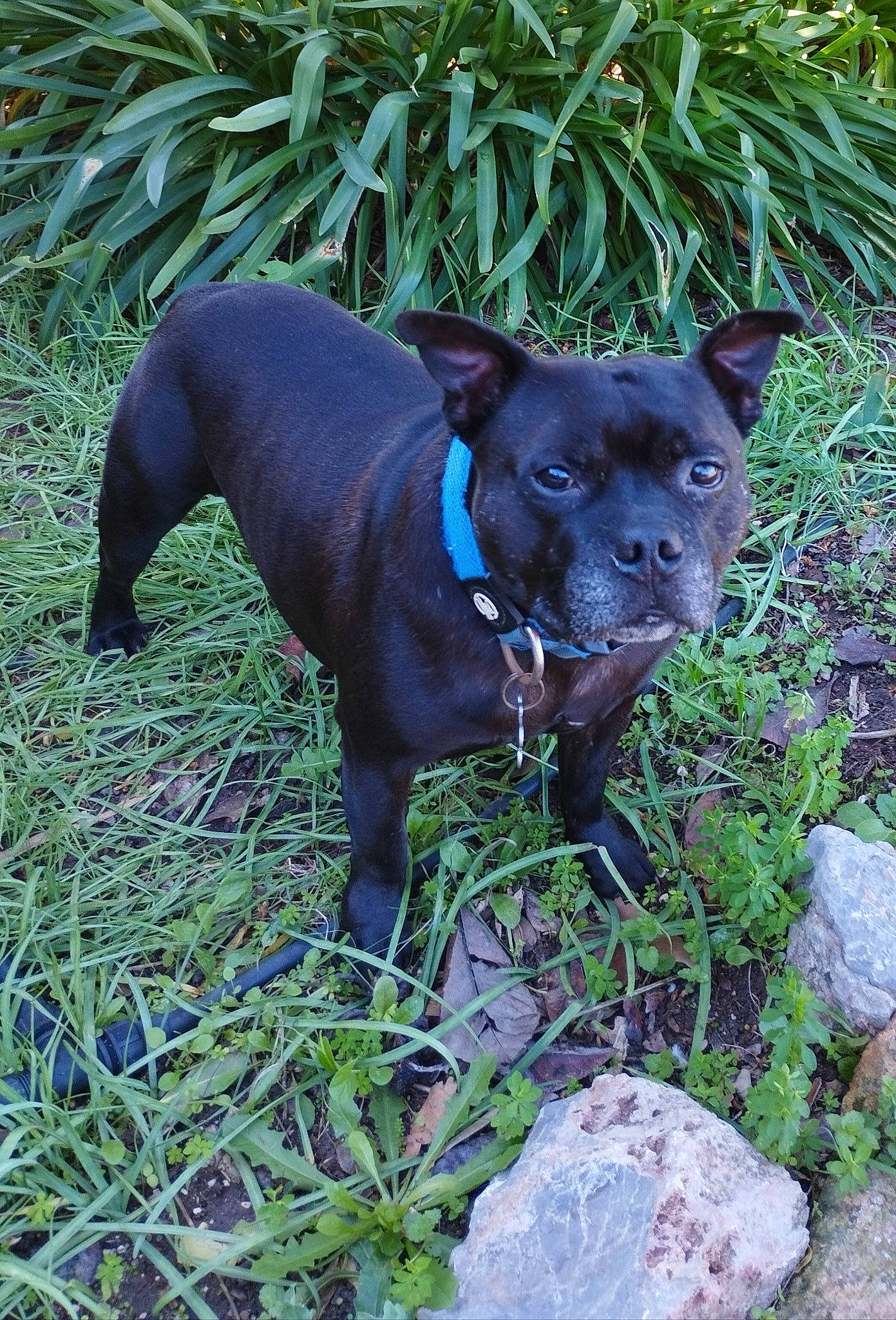 Loyd participe au concours pour gagner de l'argent avec cette photo : canidae, carnivore, collar, dog, dog_breed, electric_blue, fawn, grass, groundcover, guard_dog, pet_supply, plant, snout, sporting_group, tail, terrestrial_animal, terrestrial_plant, whiskers, window, working_animal
